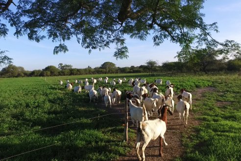 Visita a una Cabaña Caprina  Fortincito & el timbó - Feliciano - Entre Rios