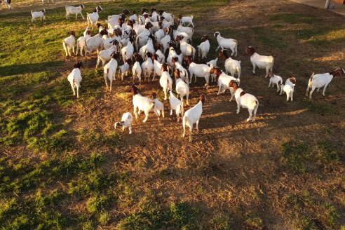 Visita a una Cabaña Caprina  Fortincito & el timbó - Feliciano - Entre Rios