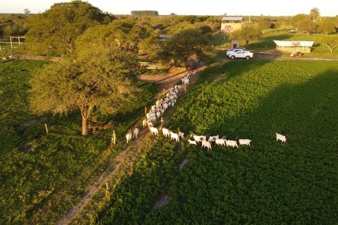 Visita a una Cabaña Caprina  Fortincito & el timbó - Feliciano - Entre Rios