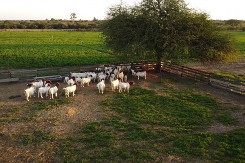 Visita a una Cabaña Caprina  Fortincito & el timbó - Feliciano - Entre Rios