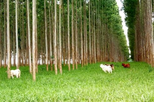 Cambio Climático: crean la Mesa de Carbono Forestal Nacional