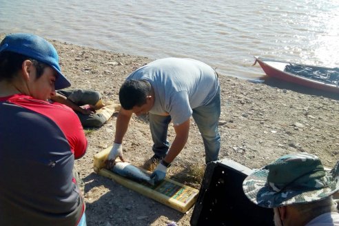 Evalúan la abundancia de especies del río