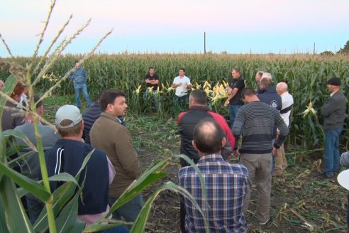 Castelazzi: "El maíz es el cultivo del futuro y eso es maravilloso"