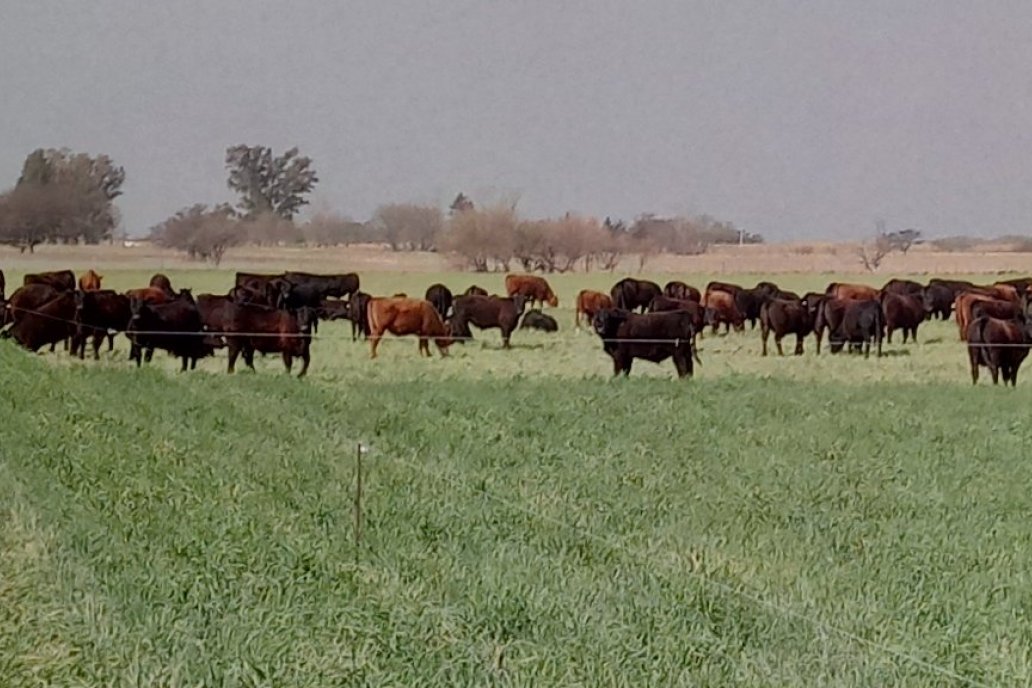 La ganadería entra en la rueda de la rotación con diversidad. La ganadería entra en la rueda de la rotación con diversidad.