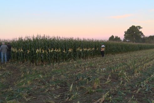 Jornada Técnica Comercial en Colonia Refino - LYDER Agro y AGSeed - Fertilización en el cultivo de maíz