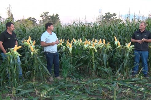 Jornada Técnica Comercial en Colonia Refino - LYDER Agro y AGSeed - Fertilización en el cultivo de maíz