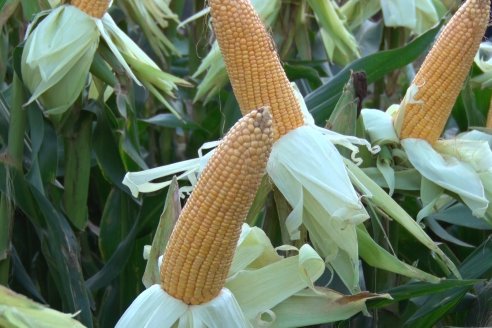 Jornada Técnica Comercial en Colonia Refino - LYDER Agro y AGSeed - Fertilización en el cultivo de maíz