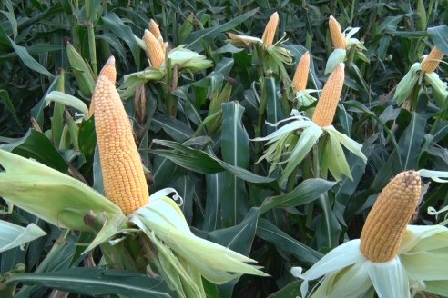 Jornada Técnica Comercial en Colonia Refino - LYDER Agro y AGSeed - Fertilización en el cultivo de maíz