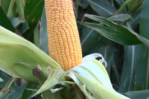 Jornada Técnica Comercial en Colonia Refino - LYDER Agro y AGSeed - Fertilización en el cultivo de maíz