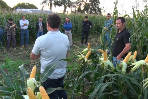 Jornada Técnica Comercial en Colonia Refino - LYDER Agro y AGSeed - Fertilización en el cultivo de maíz