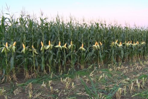 Jornada Técnica Comercial en Colonia Refino - LYDER Agro y AGSeed - Fertilización en el cultivo de maíz