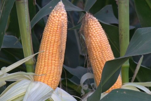 Jornada Técnica Comercial en Colonia Refino - LYDER Agro y AGSeed - Fertilización en el cultivo de maíz