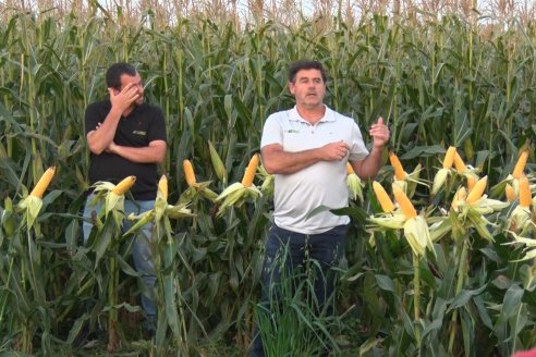 Jornada Técnica Comercial en Colonia Refino - LYDER Agro y AGSeed - Fertilización en el cultivo de maíz