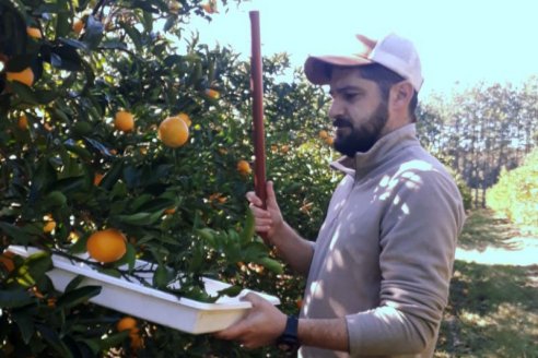 Celebran la reducción del insecto que transmite HLB en las quintas