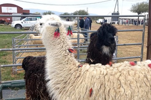 Catamarca, viaje a la tierra donde producen y suman valor a los frutos del agro apenas con el agua justa