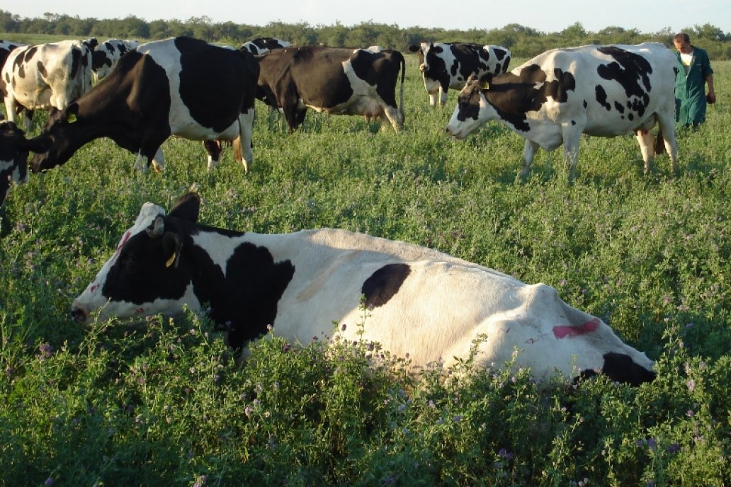 La ayuda llegará a los que comercializaron hasta 7.000 litros de leche diarios.