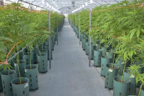 En qué consiste la Ley de Cannabis Medicinal y el Cáñamo Industrial
