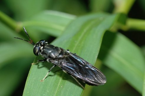 Con insectos, en Balcarce producen harinas para el consumo animal