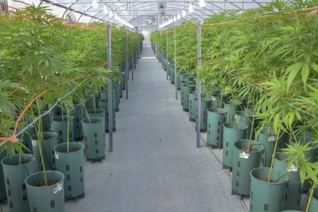 Prevén la generación de 10.000 empleos a partir del desarrollo del cultivo. Prevén la generación de 10.000 empleos a partir del desarrollo del cultivo.