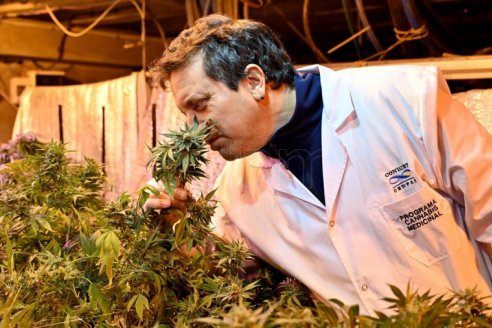 Integraron al Renatre a los trabajadores del cannabis medicinal
