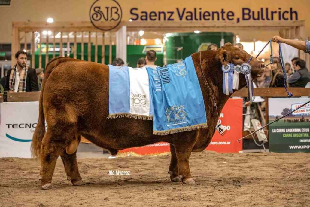 Cabaña Santa Rosa logró el Gran Campeón Macho