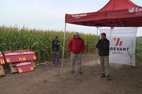 Intercambio Técnico sobre Maíz Tardio en Entre Ríos - MIB Brevant - Aldea San Antonio