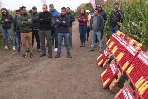 Intercambio Técnico sobre Maíz Tardio en Entre Ríos - MIB Brevant - Aldea San Antonio