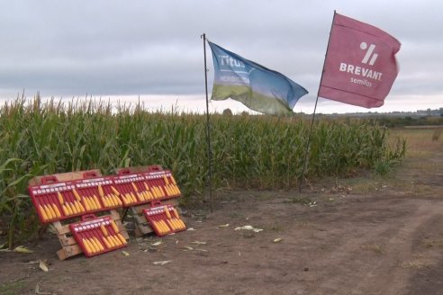 Intercambio Técnico sobre Maíz Tardio en Entre Ríos - MIB Brevant - Aldea San Antonio