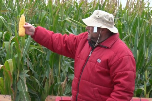 Intercambio Técnico sobre Maíz Tardio en Entre Ríos - MIB Brevant - Aldea San Antonio