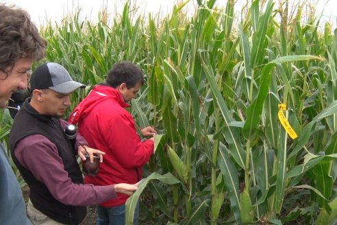 Intercambio Técnico sobre Maíz Tardio en Entre Ríos - MIB Brevant - Aldea San Antonio