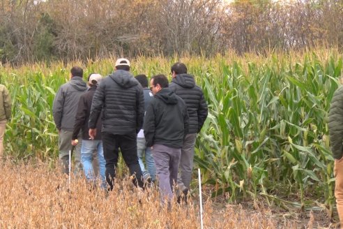 Intercambio Técnico sobre Maíz Tardio en Entre Ríos - MIB Brevant - Aldea San Antonio