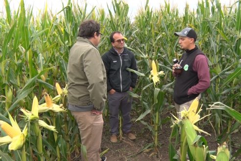 Intercambio Técnico sobre Maíz Tardio en Entre Ríos - MIB Brevant - Aldea San Antonio