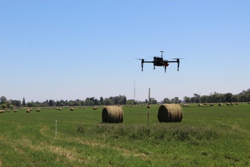 Ponen a los drones al servicio del éxito de la reina de las forrajeras