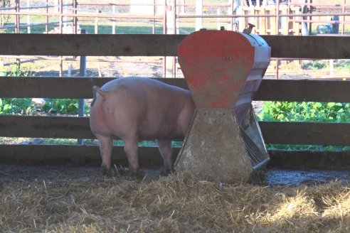 Visita al Modulo Porcino de la Facultad de Ciencias Agropecuarias de la UNER - Oro Verde