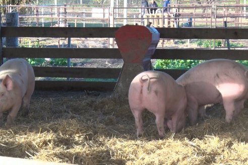 Visita al Modulo Porcino de la Facultad de Ciencias Agropecuarias de la UNER - Oro Verde