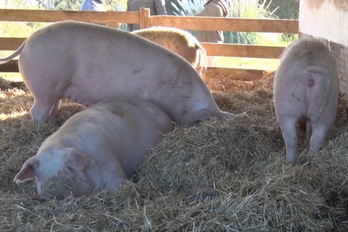 Visita al Modulo Porcino de la Facultad de Ciencias Agropecuarias de la UNER - Oro Verde