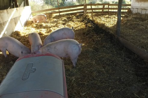 Visita al Modulo Porcino de la Facultad de Ciencias Agropecuarias de la UNER - Oro Verde