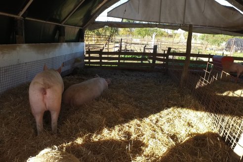 Visita al Modulo Porcino de la Facultad de Ciencias Agropecuarias de la UNER - Oro Verde