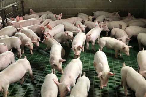 Alerta: interdictan una tropa de porcinos para detectar triquinosis