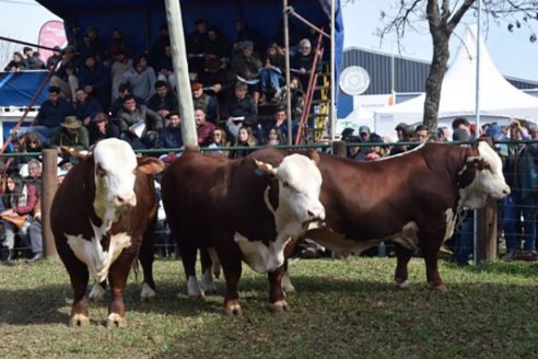 Un toro de Cabaña Santa Irene se lució en el Mundial de Braford