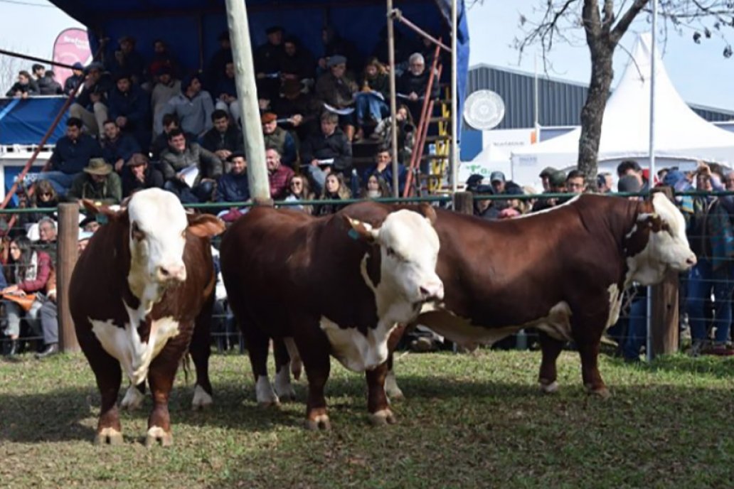 Corrientes fue la ciudad anfitriona de la muestra ganadera internacional Braford Corrientes fue la ciudad anfitriona de la muestra ganadera internacional Braford