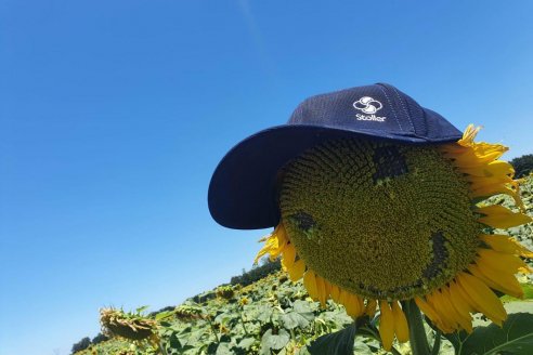 Un estímulo para que el girasol brille y cierre brechas de rendimiento