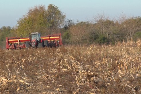 Mariano Podversich - Productor Agropecuario - Siembra de trigo en Cerrito