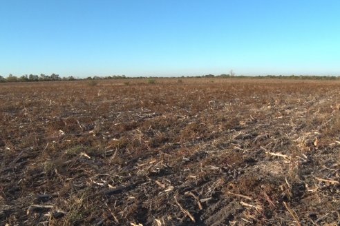 Mariano Podversich - Productor Agropecuario - Siembra de trigo en Cerrito