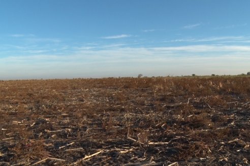 Mariano Podversich - Productor Agropecuario - Siembra de trigo en Cerrito