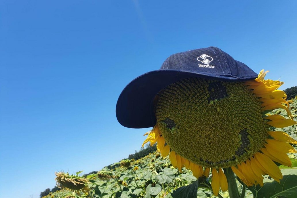Un estímulo para que el girasol brille y cierre brechas de rendimiento