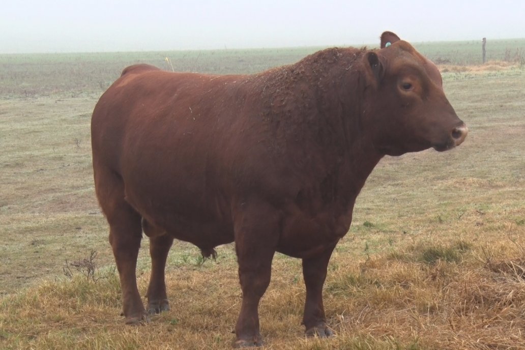 Saldrán a la venta 40 toros y 200 vaquillas preñadas, todo PP  PC