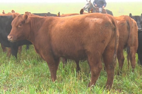 Dia de Campo - Cabaña Coembotá de Calderón - 1 de Julio, 8vo Remate Anual