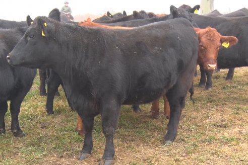 Dia de Campo - Cabaña Coembotá de Calderón - 1 de Julio, 8vo Remate Anual