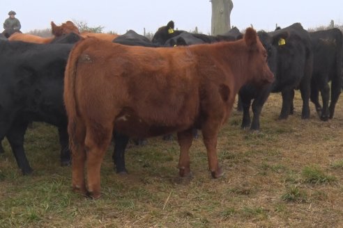 Dia de Campo - Cabaña Coembotá de Calderón - 1 de Julio, 8vo Remate Anual